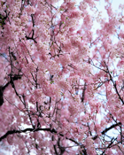 Cherry Blossoms