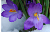 Crocus