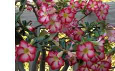 Desert Rose