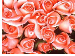 pinkroses