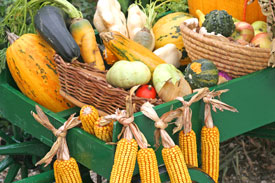 November_Harvest