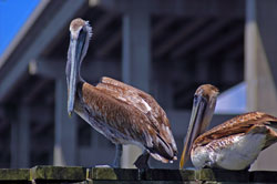 Pelicans